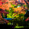 紅葉　採光