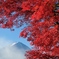錦秋舞う富士山。。。Ⅲ