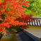 momijibiyori