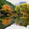 秋深まる金鱗湖①