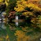 秋深まる金鱗湖③