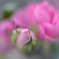 薔薇