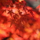 小諸城址の石垣の紅葉