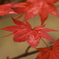 雨紅葉