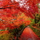 奈良吉野紅葉