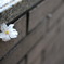 壁に桜
