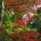 宝泉院の紅葉