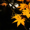 際立つ紅葉