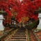 ２０１５　清水寺(ｾｲｽｲｼﾞ)の紅葉１
