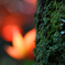 紅葉と苔