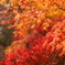 山寺での紅葉