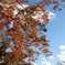紅葉。