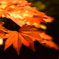 紅葉