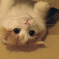 でかいけど一応こねこ