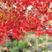 雨の紅葉