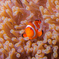KERM0491