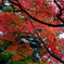 聖宝寺の紅葉