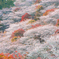 四季桜