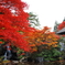 autumnal tints