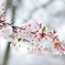 chilly cherry blossom