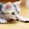 American Shorthair-04