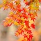 紅葉シャワー