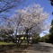 cherry blossoms (sakura,桜)