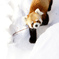 レッサーパンダ