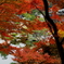 紅葉越し