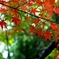 紅葉前線