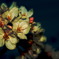 硬質な桜