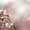 最後の桜
