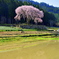 しだれ桜 春爛漫