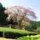 しだれ桜 春爛漫