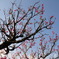 燃える紅