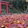 紅葉の絨毯
