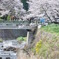 春だね。