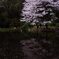池の桜