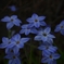 蒼い花