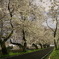 近所の桜