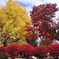いちょうと紅葉