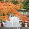 大山阿夫利神社の紅葉