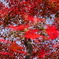 北山公園の紅葉①