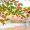 紅葉４