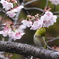 寒緋桜とメジロ