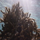christmas tree in the sea
