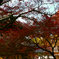 ほんのり紅葉☆