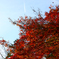 ひこうき雲と紅葉☆