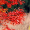 朱