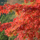 大山の紅葉